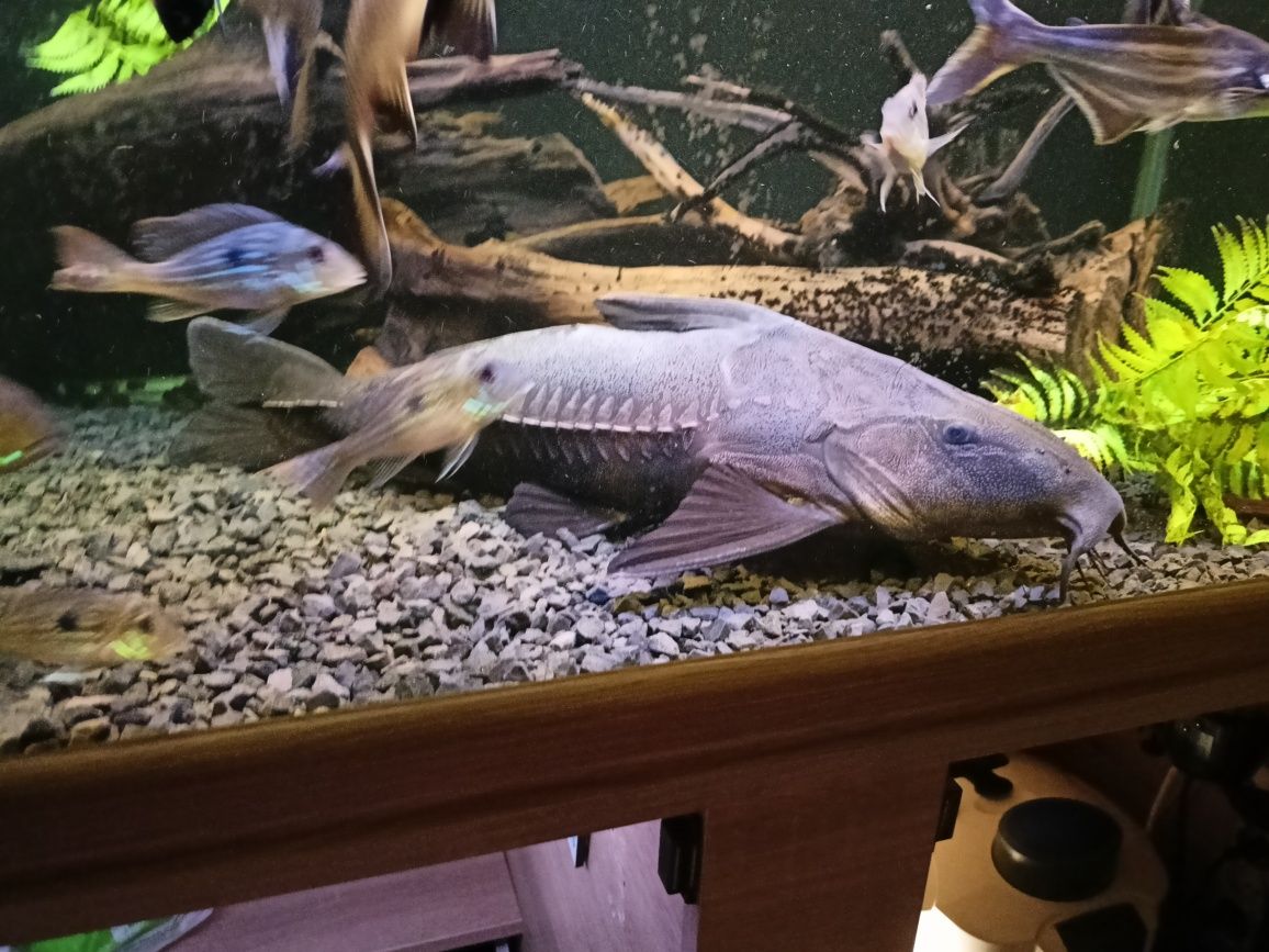 Oxydoras Niger kirys czarny rybka