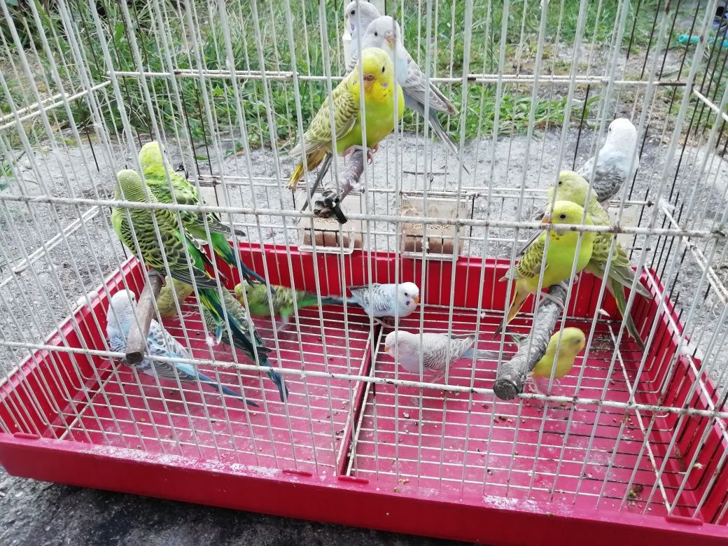 Periquitos australianos