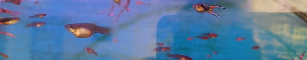 Gupiki Samice Endlera