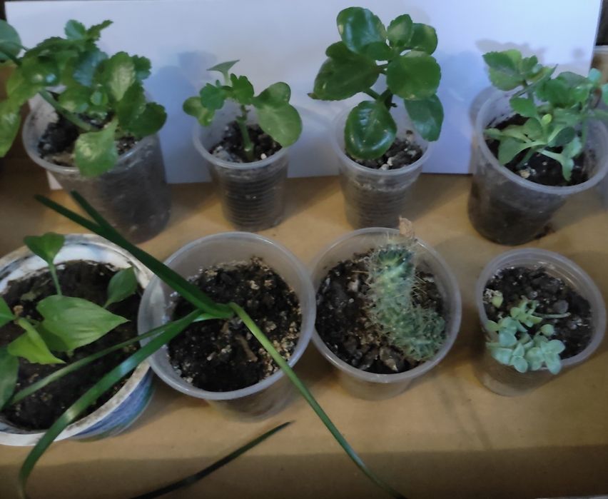 Набор комнатных растений