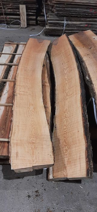 jesion tarcica jesionowa