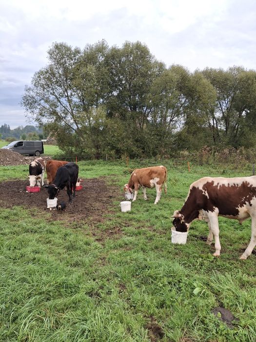 Sprzedam Jałówke cielną
