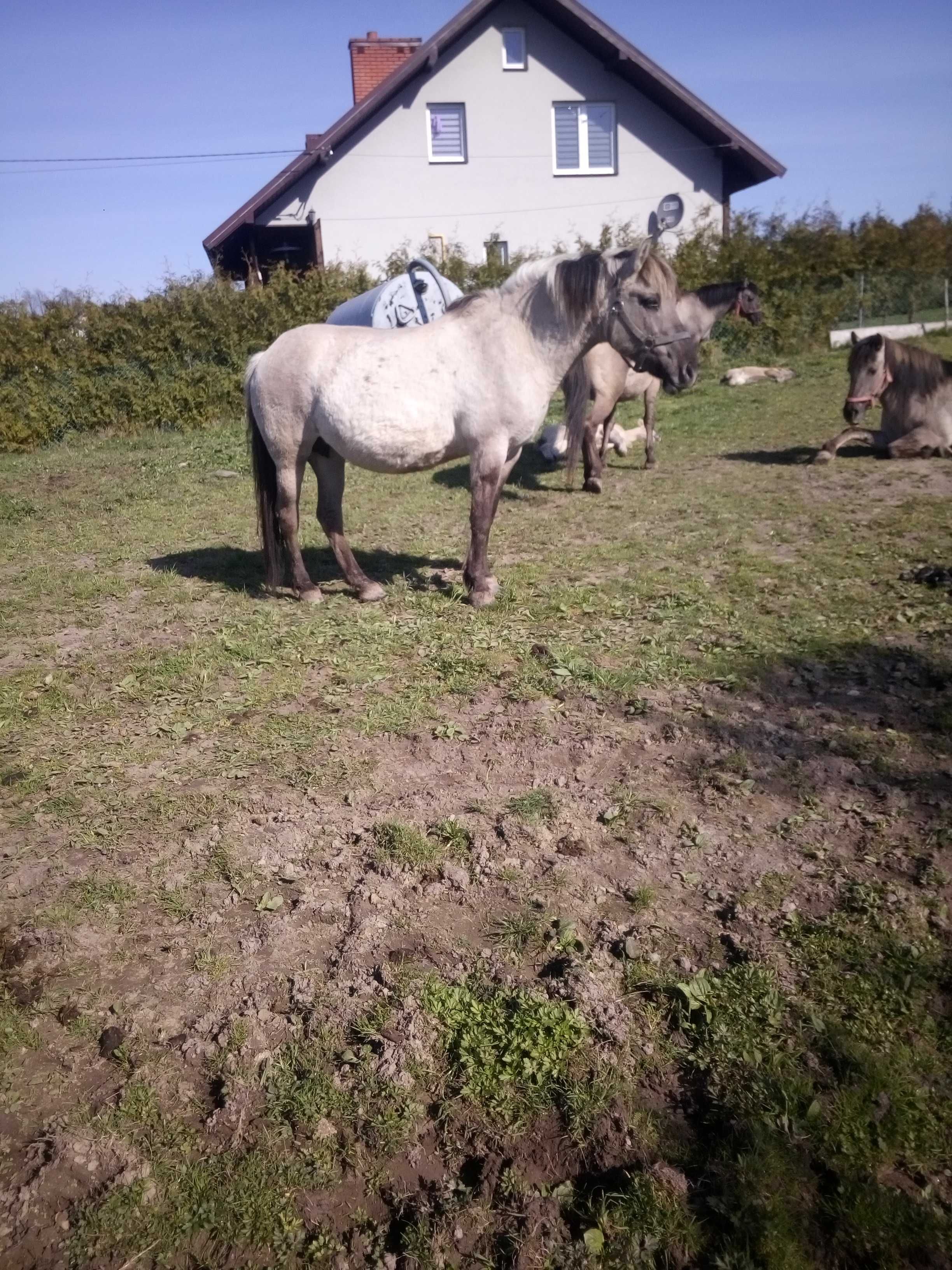 Sprzedam klacze konika polskiego