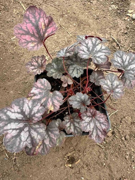 Гейхера Червона, фіолетова, жовта, срібляста