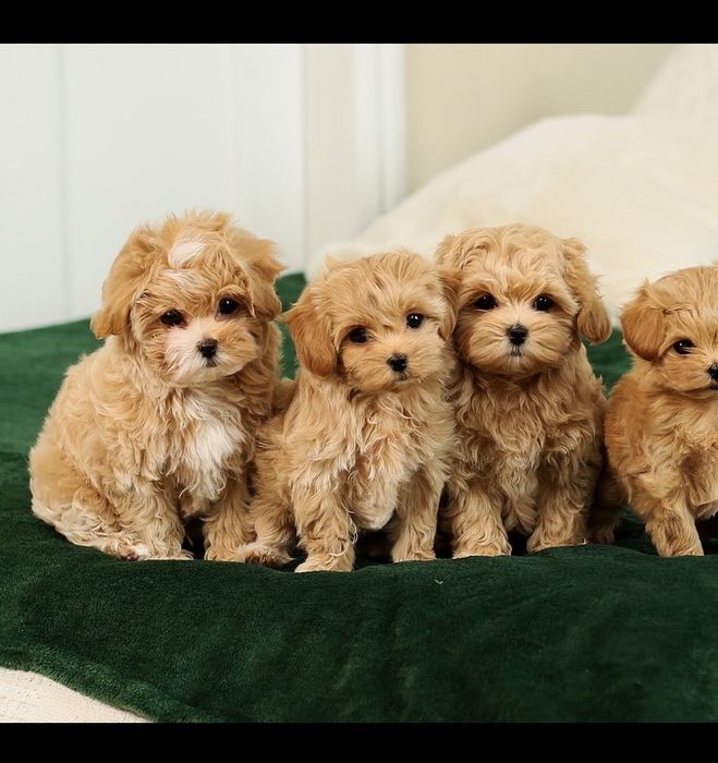 VIP лакшері міні хлопчики цуценята мальтіпу ф1. Мальтіпу. Цуценя