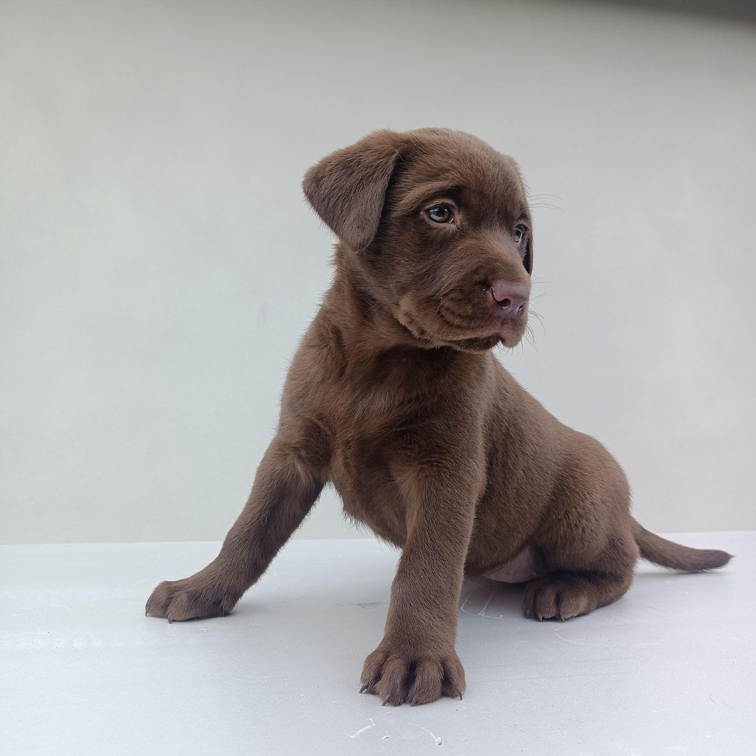 Labrador retriever czekoladowy