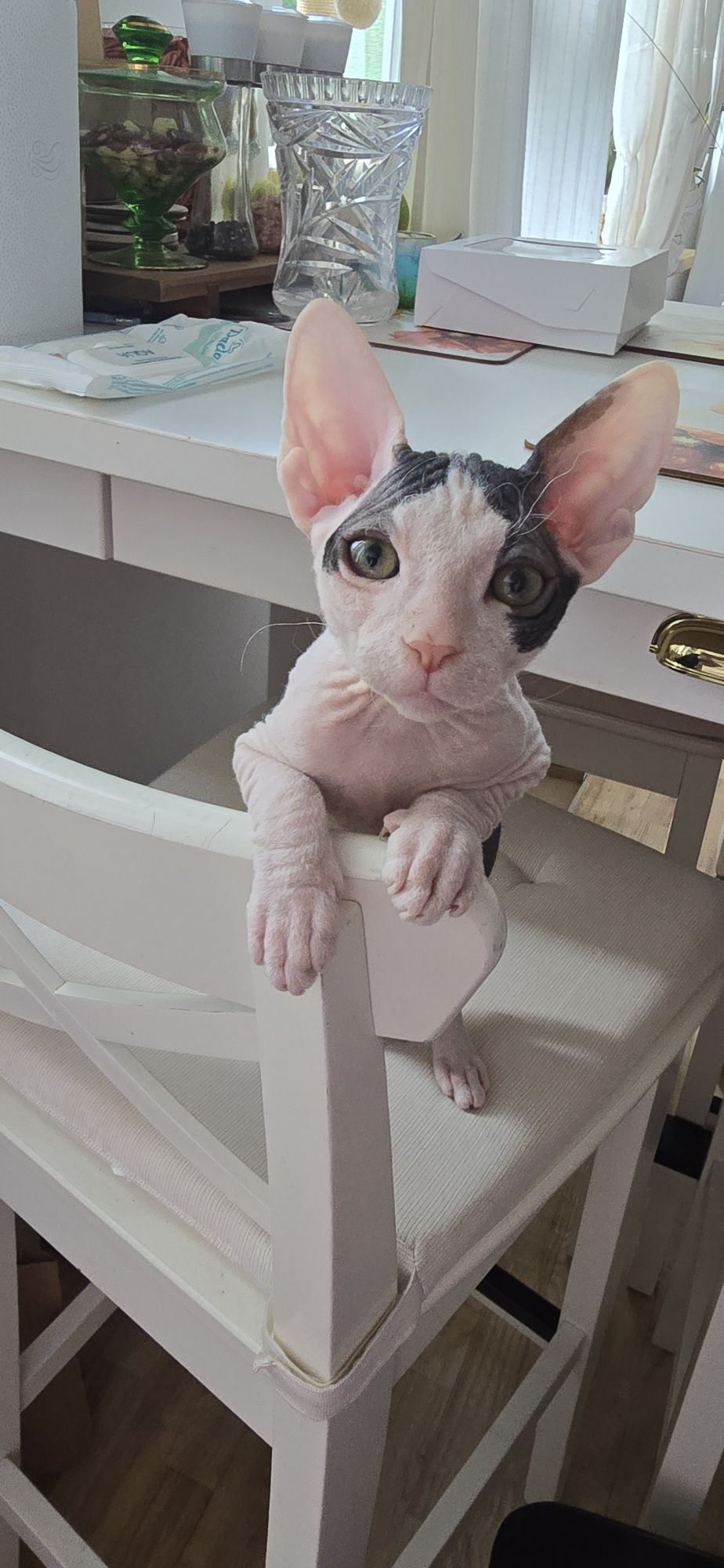 Don Sphynx kotek WCF