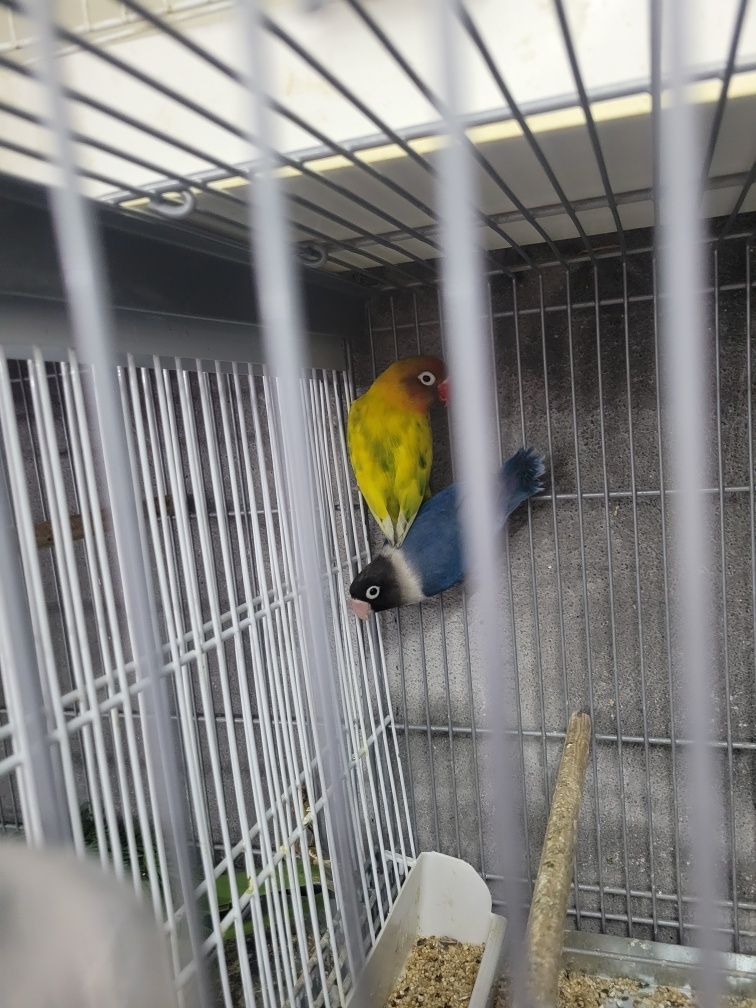 Várias aves disponíveis