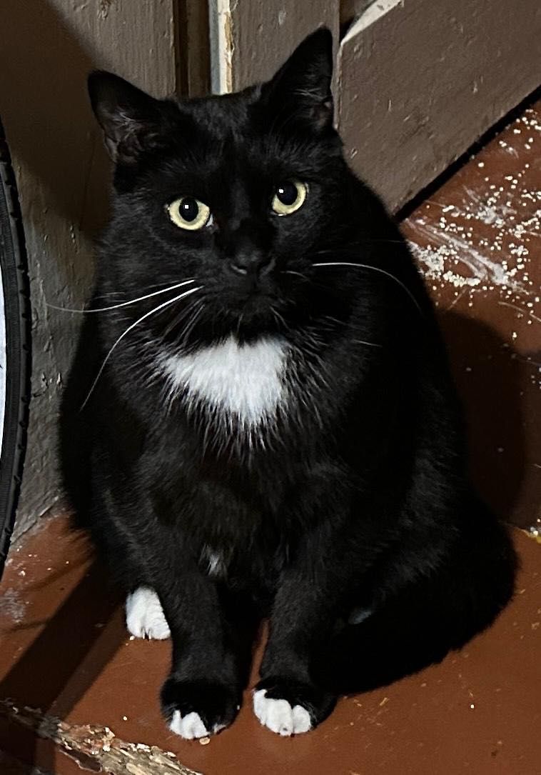 Bonifacy do adopcji