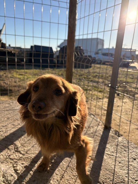 PARA DOAÇÃO - Cães de porte pequeno com 1 mês