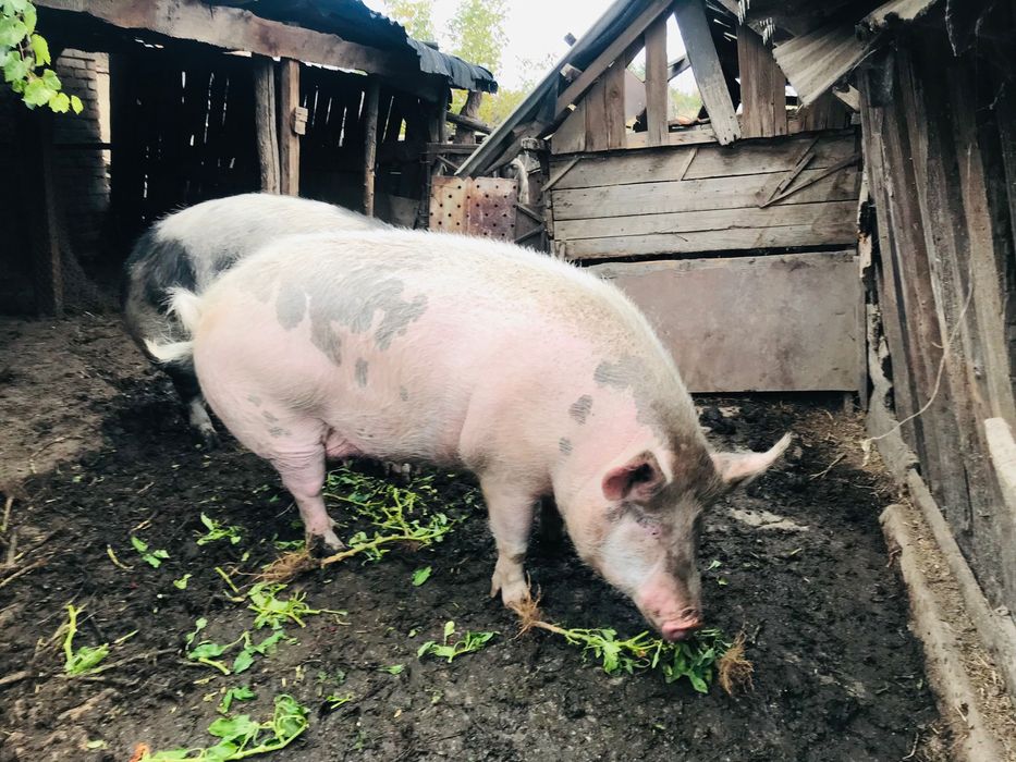Продаються свині м’ясного направлення