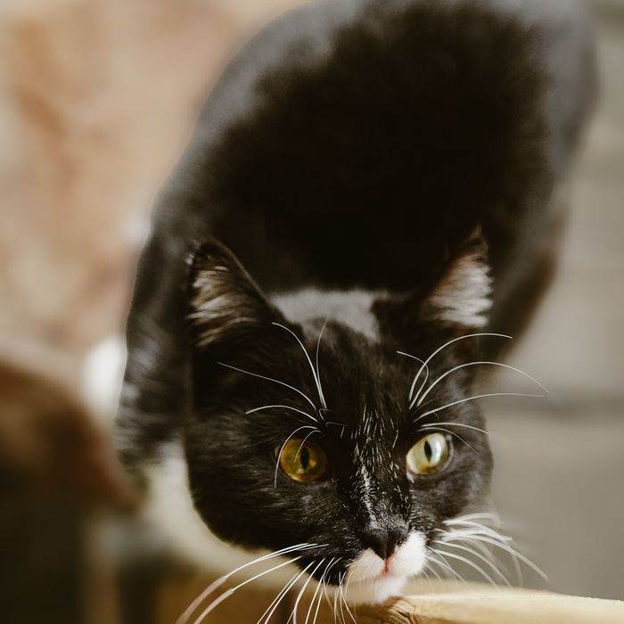 Kotka Marysia szuka domu