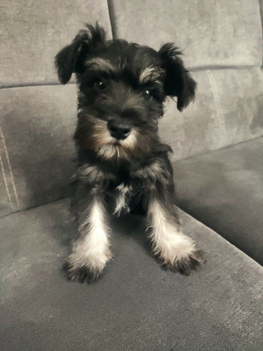 Sznaucer miniaturowy