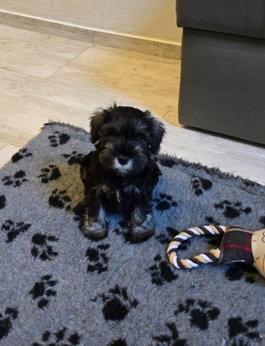 Sznaucer Miniaturowy