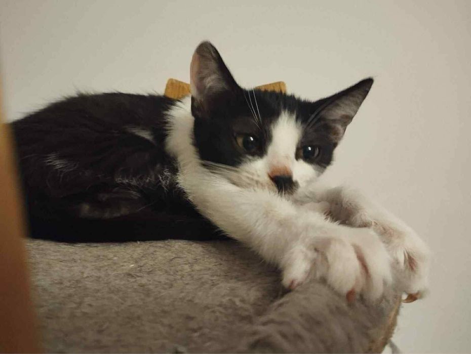 Czarno-biała kotka szuka domu stałego lub tymczasowego