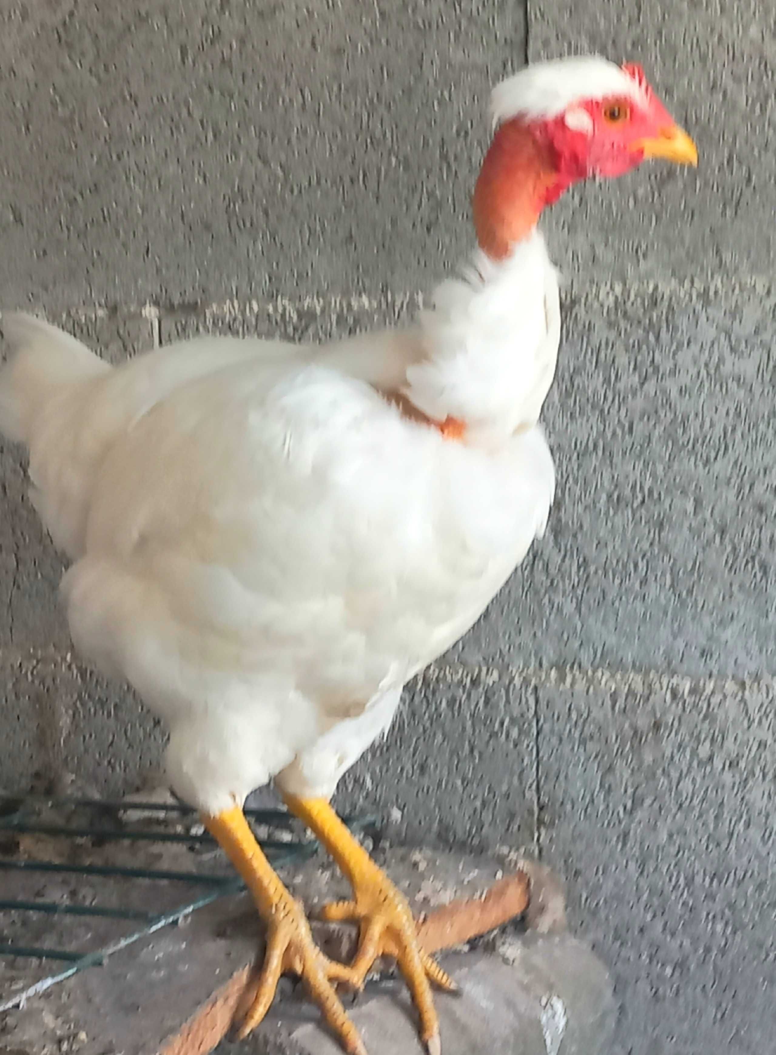 Galinha autóctone branca portuguesa