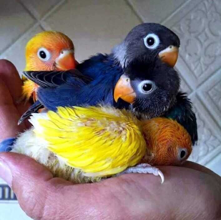 Vendo aves bebés dóceis