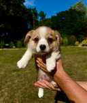 Sunia Welsh Corgi Prmbroke