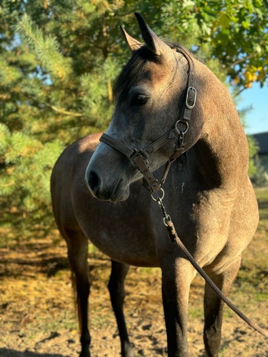 Klacz czystej krwi arabskiej