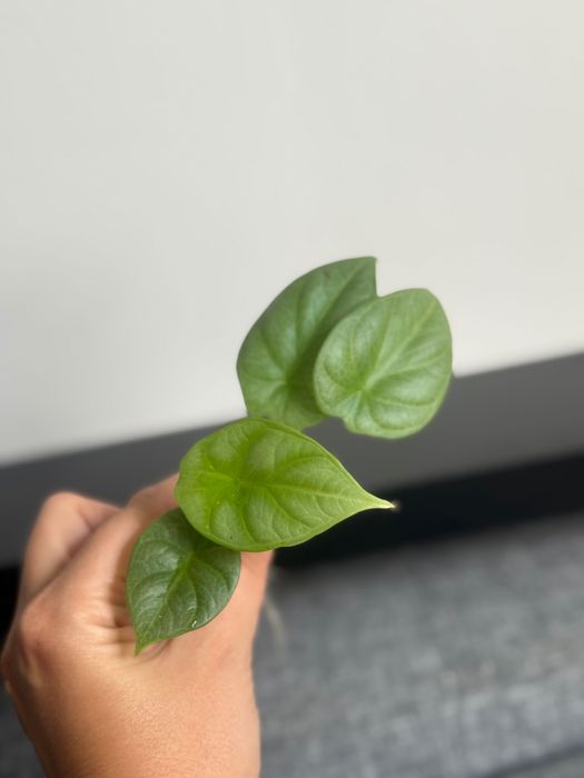 Alocasia Alokazja silver Dragon 2 sadzonki matecznik Variegata