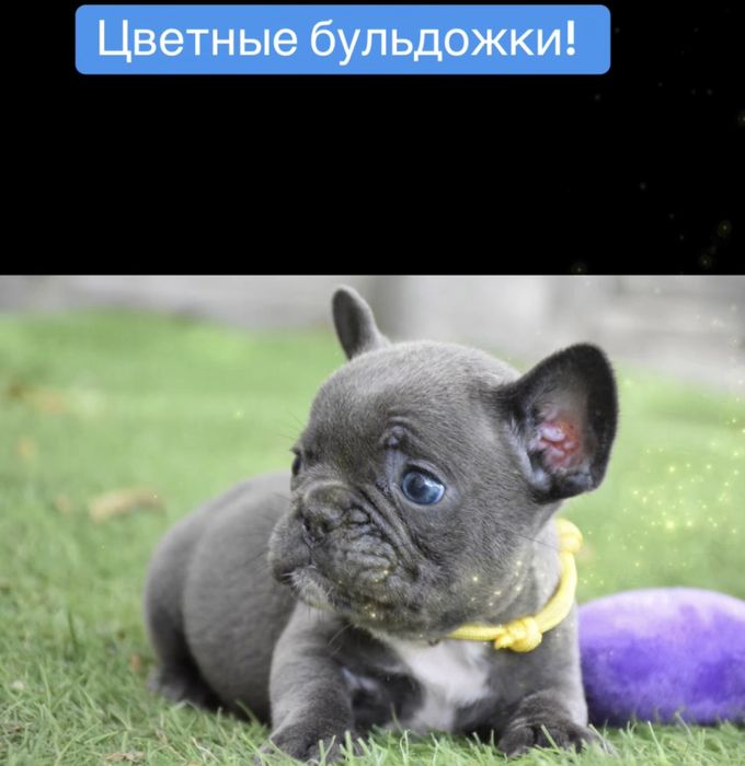 Люкс щенки французского бульдога
