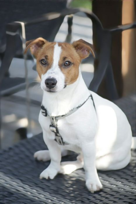 Кобель Джек рассел терьер