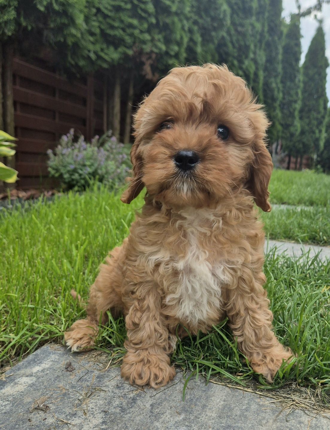 Cavapoo Samczyk hybryda ras
