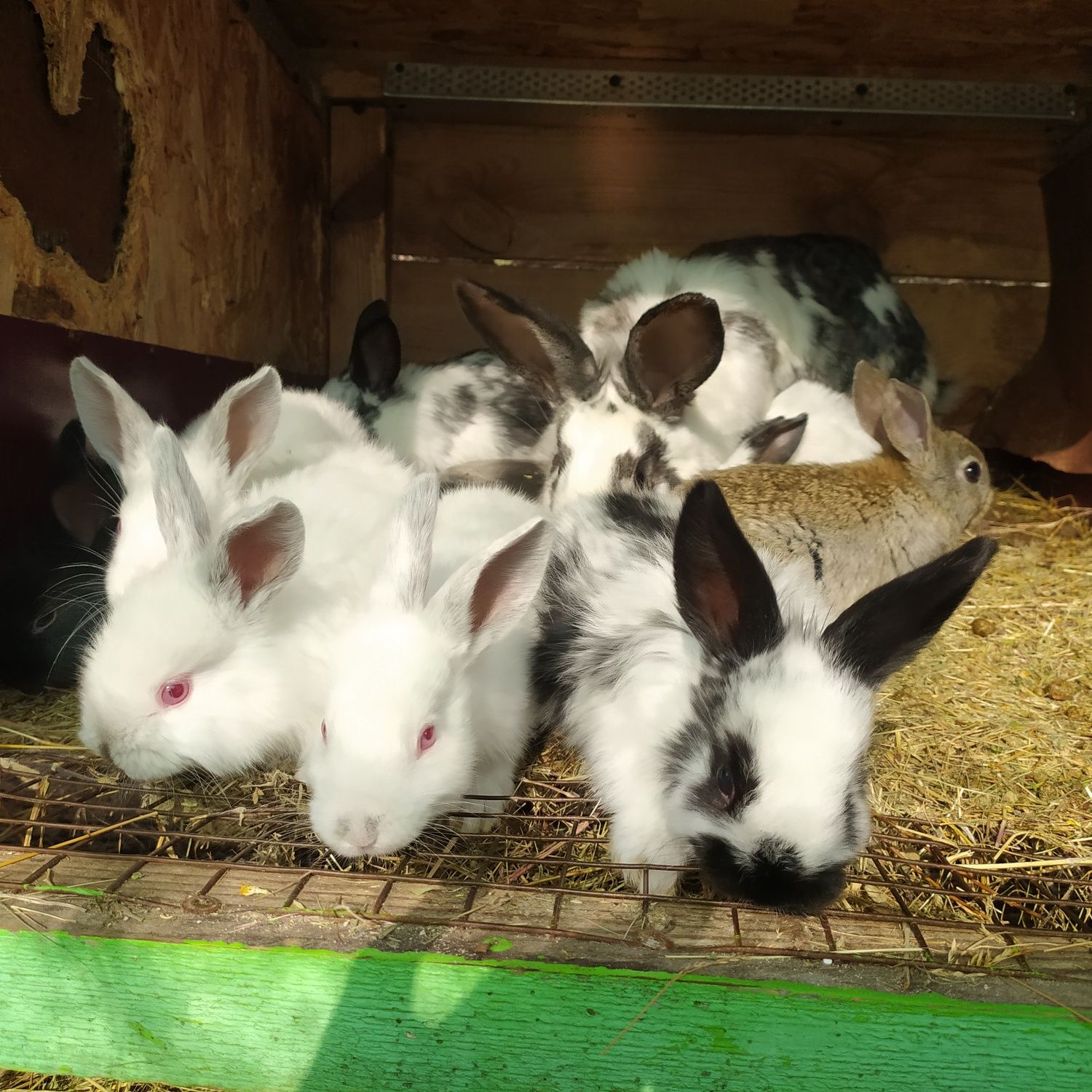 Продам кроликів віком 1 місяць, крольчата, породи бабочка