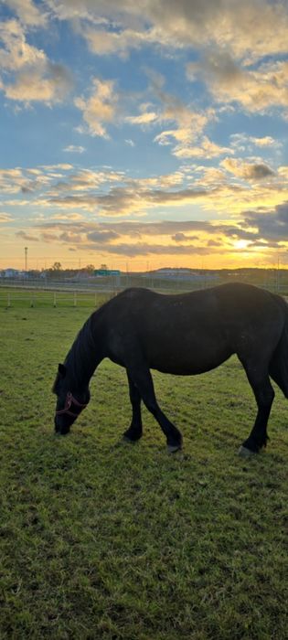 Klacz zimnokrwista źrebna