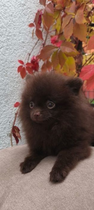 Шпіц шоколадного кольору