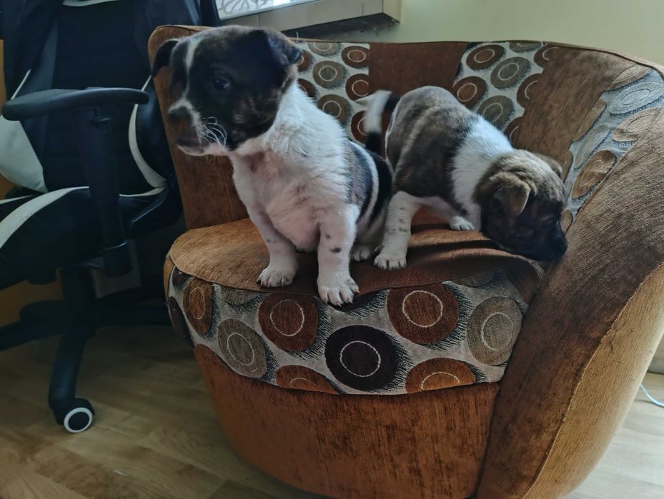 Szukamy domu dla dwóch piesków.