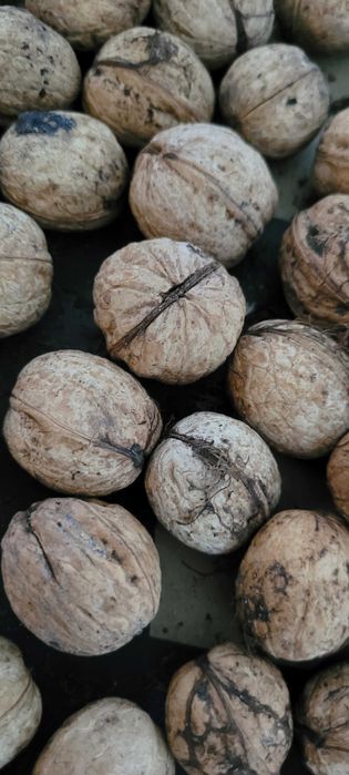 Orzechy  wloskie
