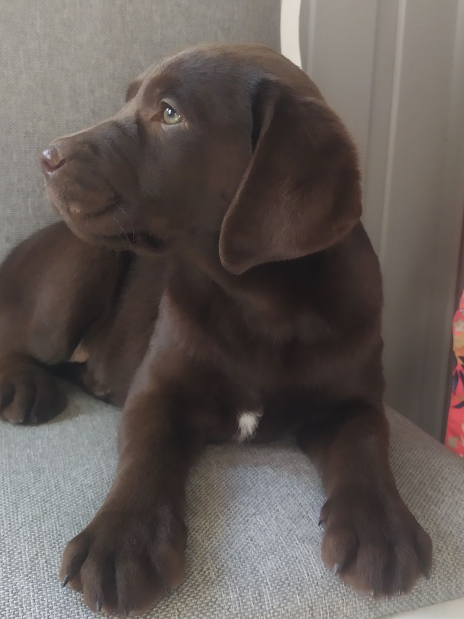 Labrador retriever