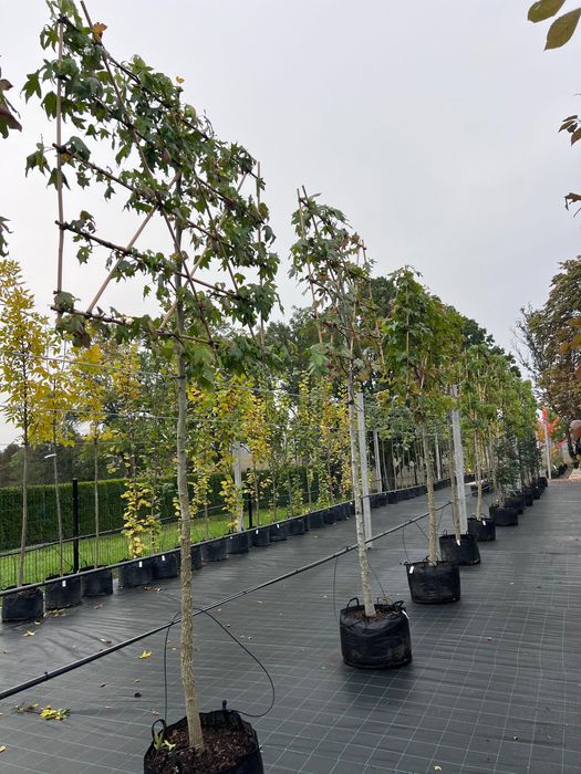 Ambrowiec amerykański Liquidambar styraciflua EKRAN zielona bariera