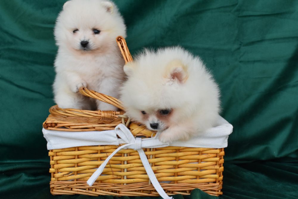 Песики ведмедики pomeranian spitz