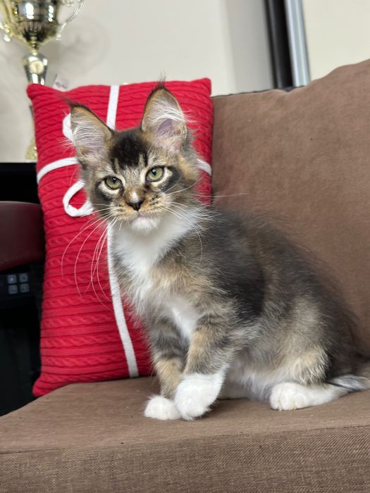 Ares-Kocurek Maine Coon