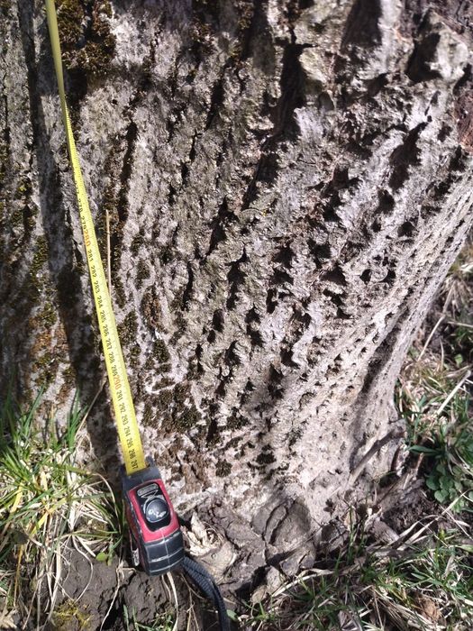 Горіх стовбур кругляк