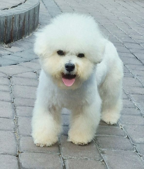 Bichon frise z rodowodem ZKwP