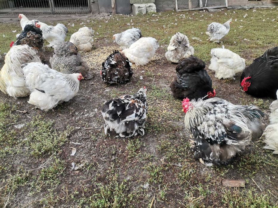 Kochin miniaturowy karzełek