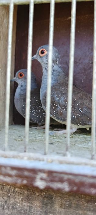 Gołąbki diamentowe pary i wolne samczyki