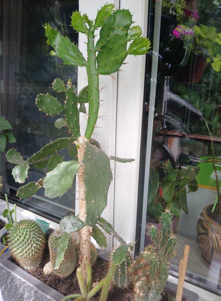 Kaktus (Cactus) Opuntia Jamaica