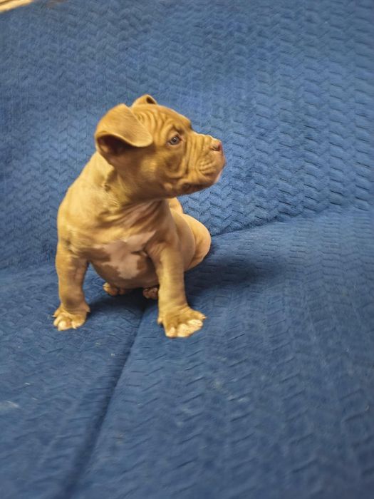 American bully pocket