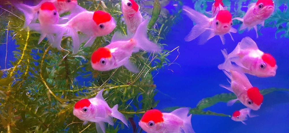 Акваріумна риба.