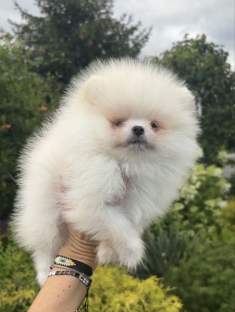 Szpic miniaturowy pomeranian bialy kremowy