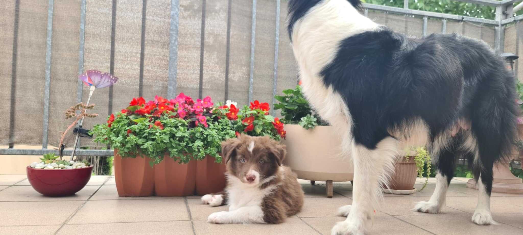 Szczeniak Border Collie