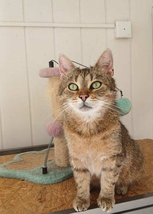 Adopcja - koty. Oddam kota.