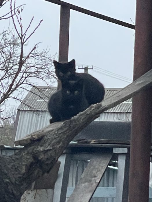 Отдам котят бесплатно вихорошие руки