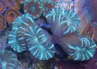 Koralowce LPS, miękkie.