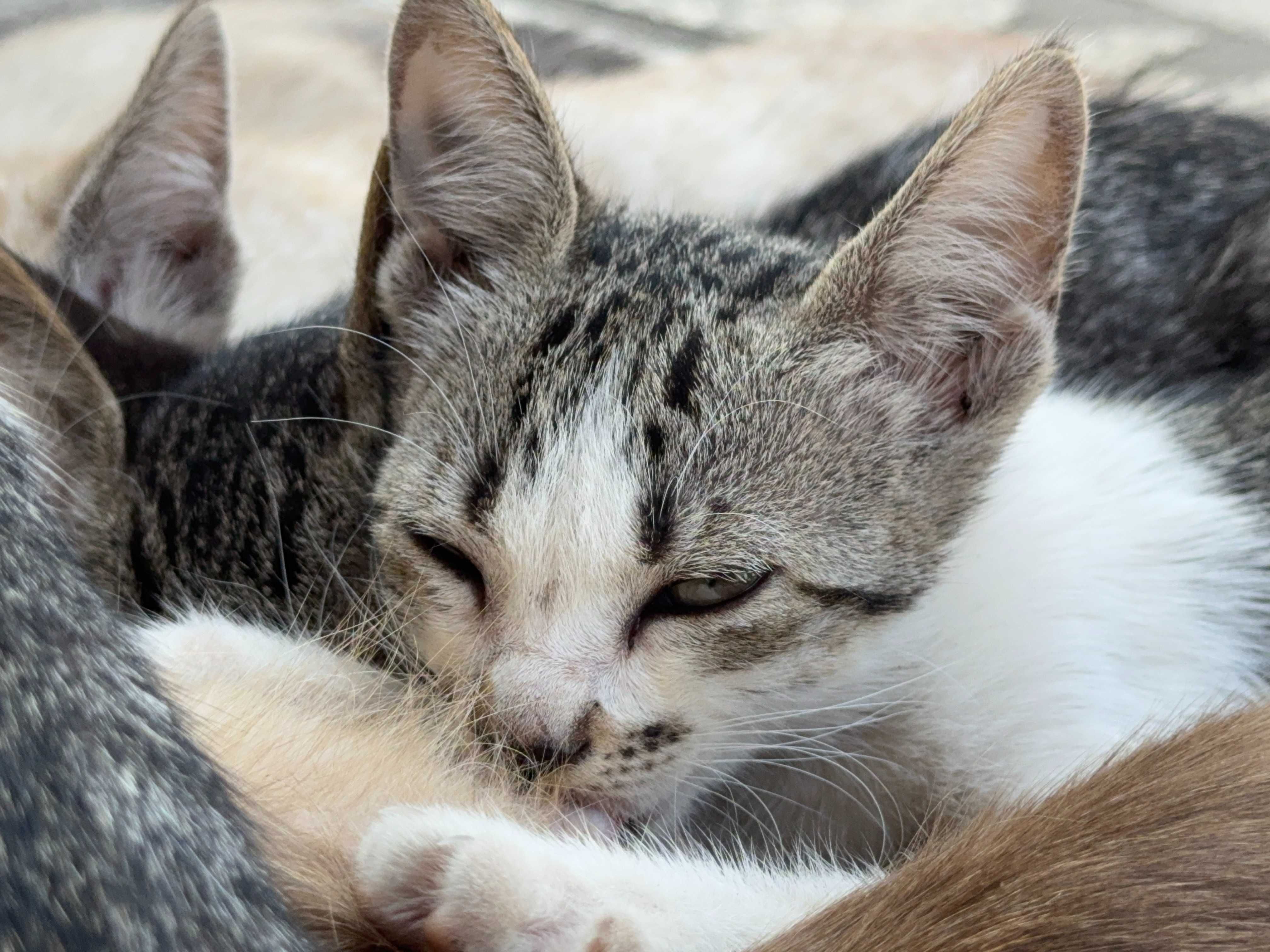 Gatos para adoção