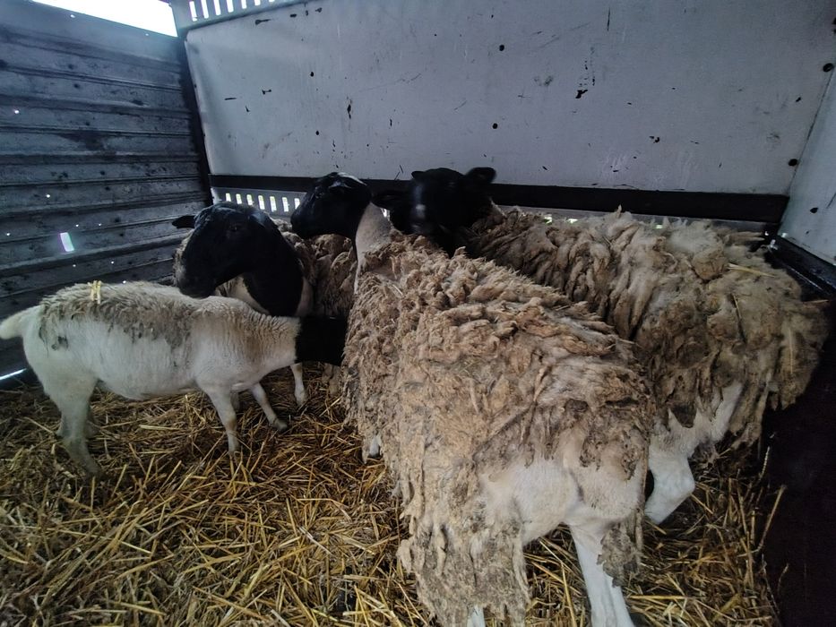 Owce Dorper 3 letnie orginalne 5szt na sprzedaż
